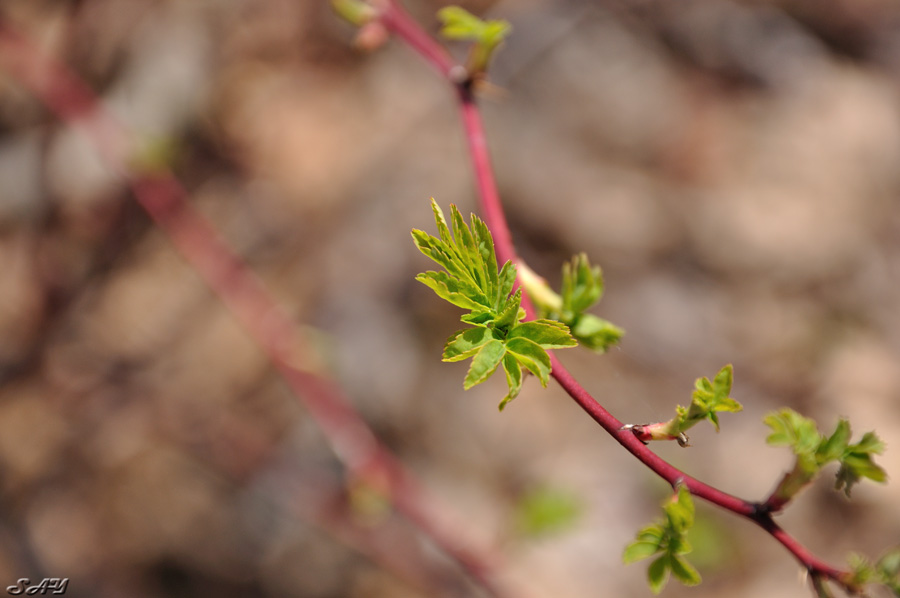 Name:  Leaves 6.jpg
Views: 400
Size:  120.7 KB