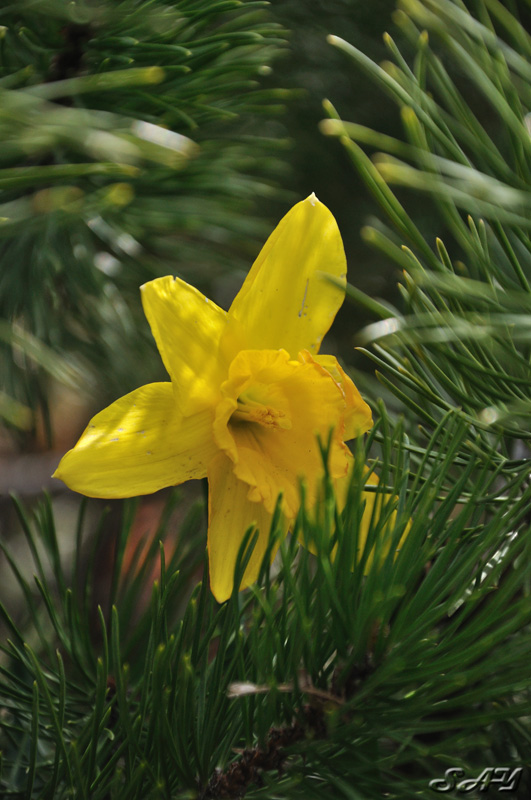 Name:  Daffodil 5.jpg
Views: 232
Size:  178.7 KB