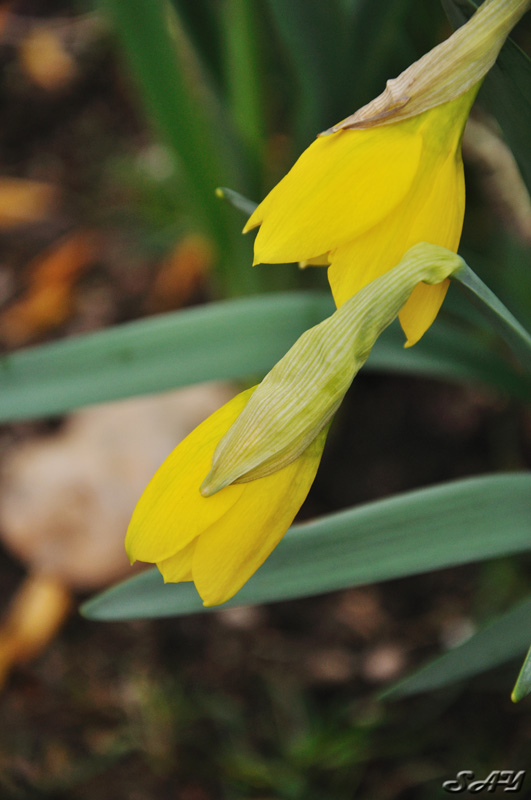 Name:  Daffodil 2.jpg
Views: 276
Size:  129.9 KB