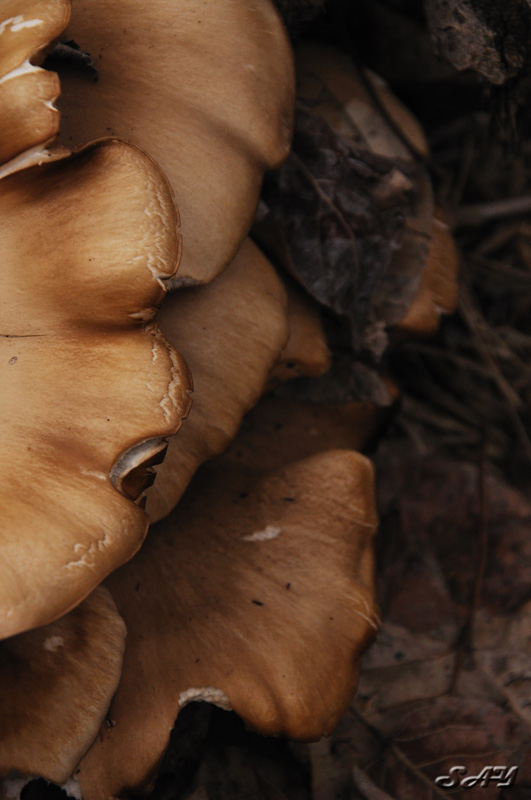 Name:  Mushroom 7.jpg
Views: 397
Size:  134.1 KB
