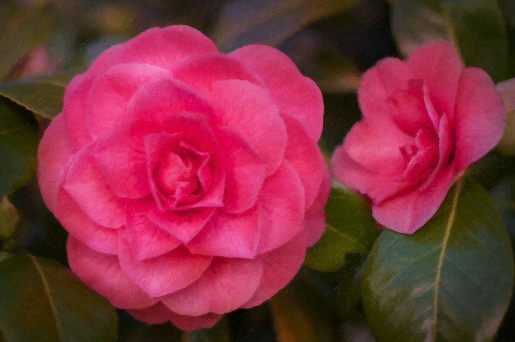 Name:  Camelia Impasto.jpg
Views: 732
Size:  69.4 KB
