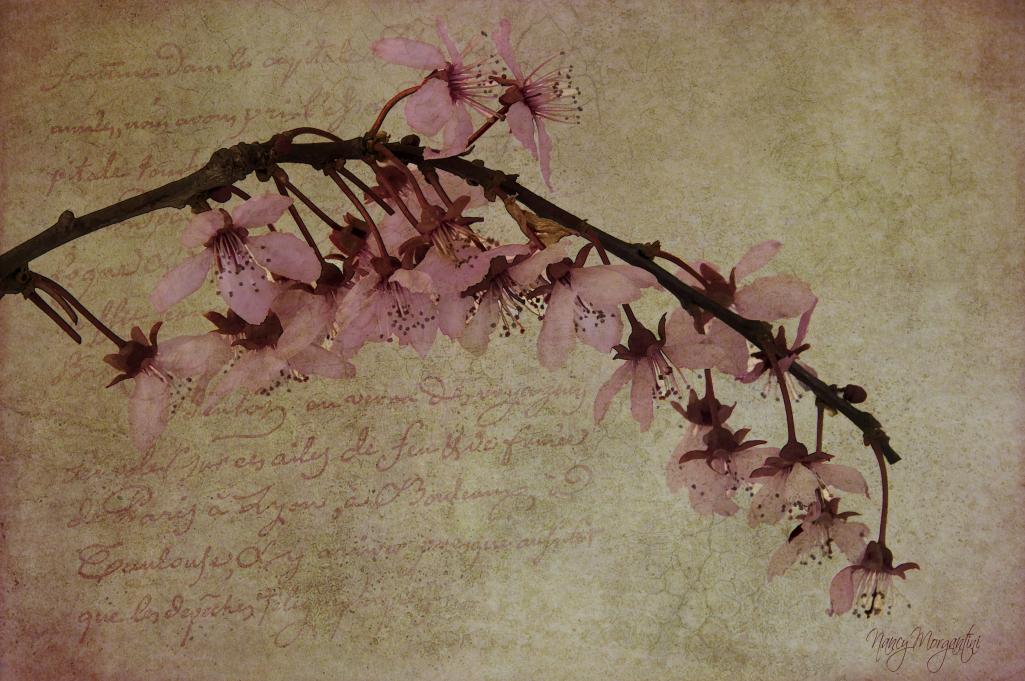 Name:  Plum blossom fine art.jpg
Views: 236
Size:  115.5 KB