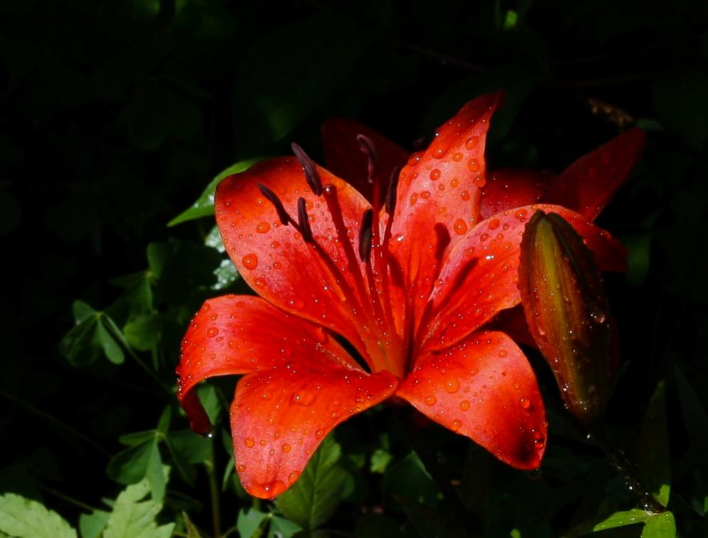 Name:  orange lily 1 resize.jpg
Views: 359
Size:  62.1 KB
