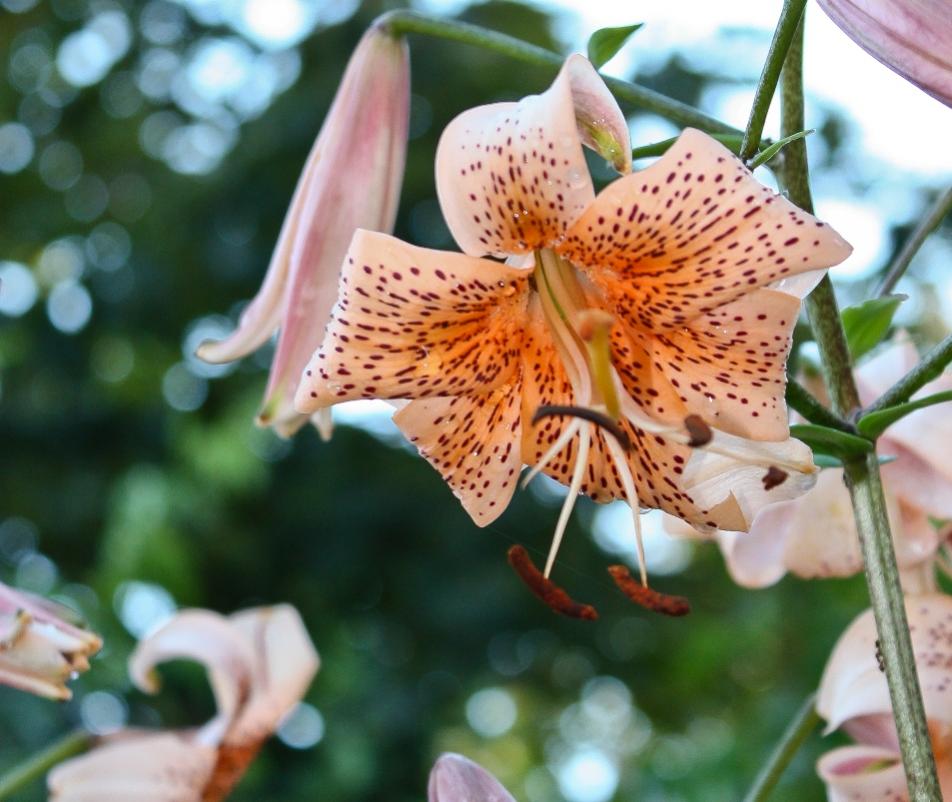 Name:  lily 2 resize.jpg
Views: 358
Size:  90.4 KB