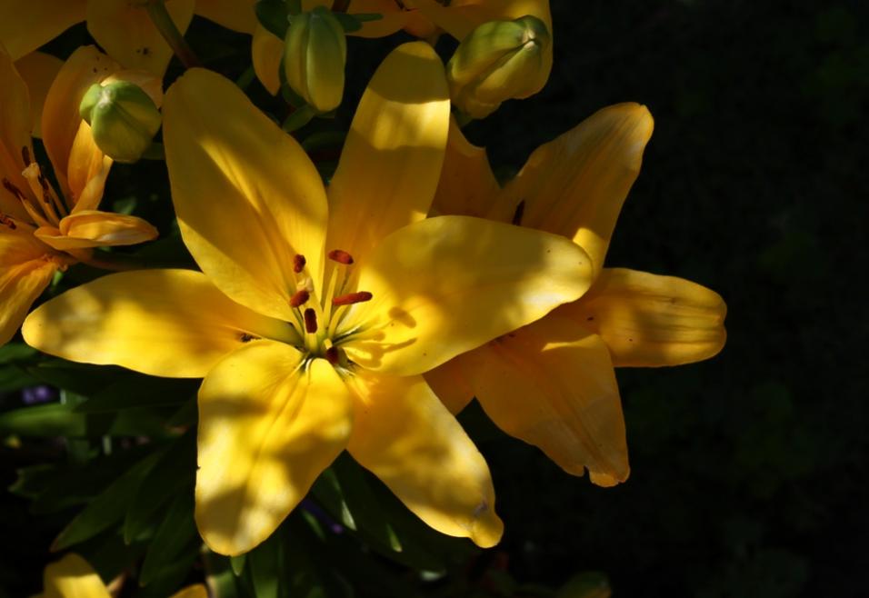 Name:  yellow lily 1 resize.jpg
Views: 377
Size:  48.9 KB