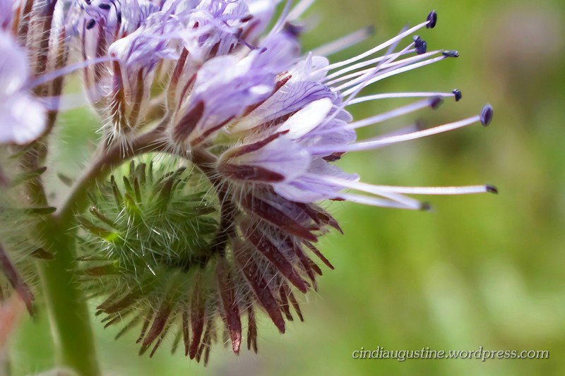 Name:  Lacy Phacelia sm_ 10.jpg
Views: 169
Size:  122.6 KB