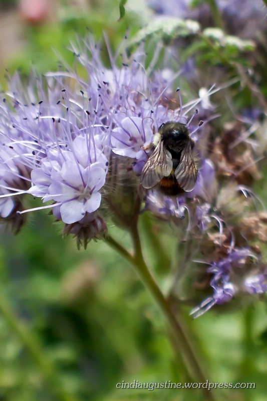 Name:  Lacy Phacelia sm_ 5.jpg
Views: 327
Size:  118.3 KB