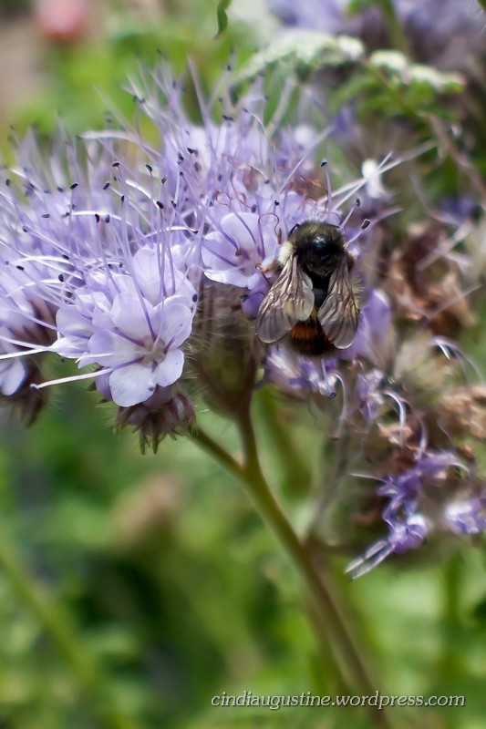 Name:  Lacy Phacelia sm_ 5.jpg
Views: 169
Size:  118.3 KB