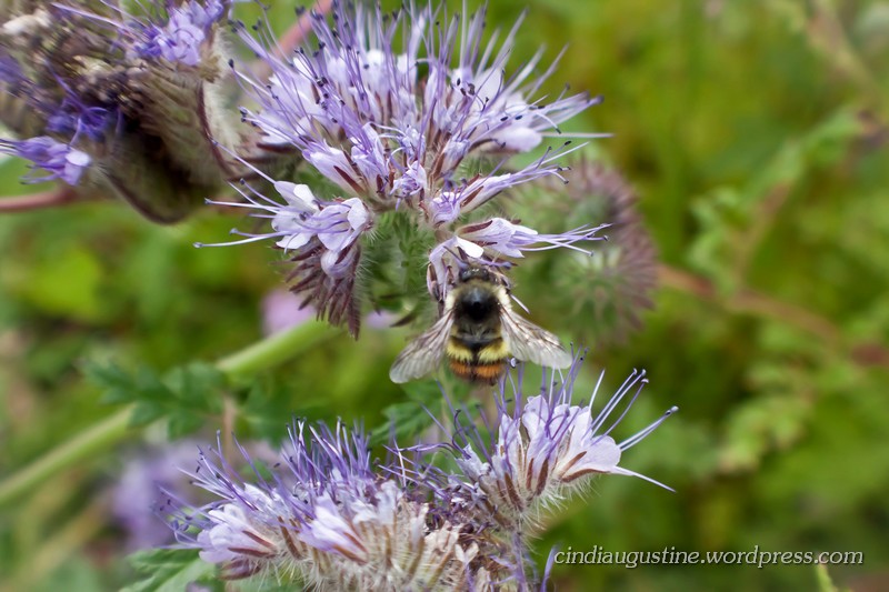 Name:  Lacy Phacelia sm_ 4.jpg
Views: 174
Size:  136.3 KB