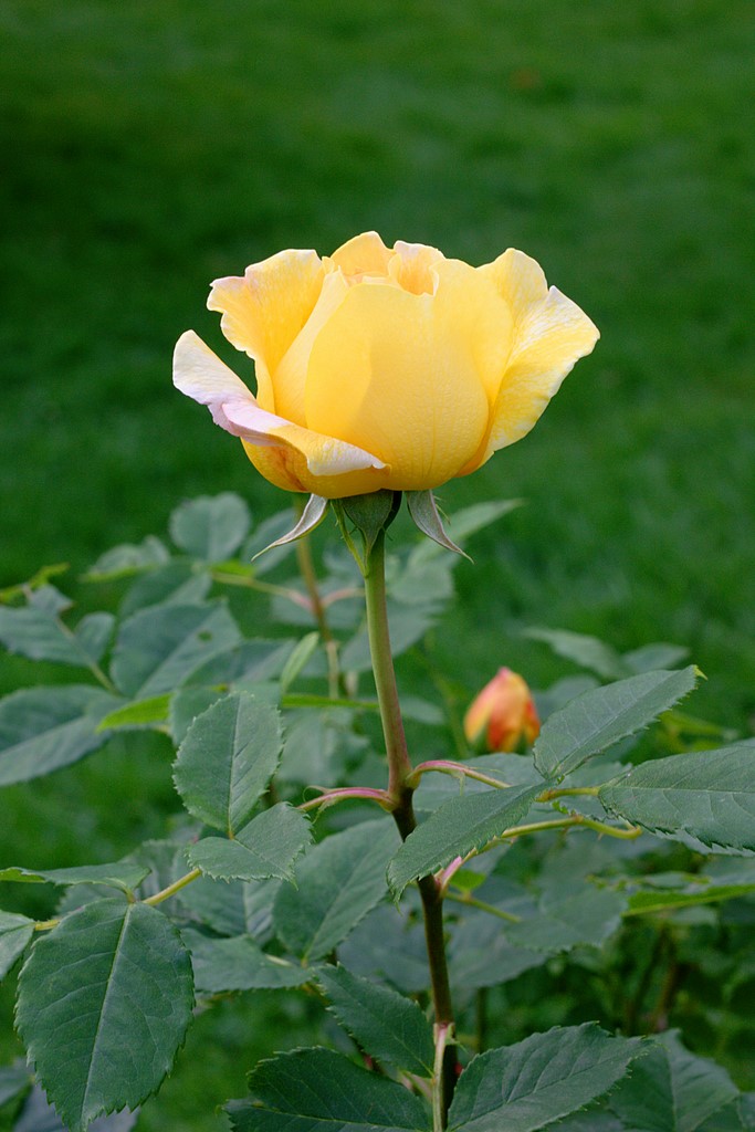 Name:  IMG_0395_edited.jpg
Views: 350
Size:  179.3 KB