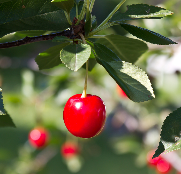 Name:  single cherry small.jpg
Views: 399
Size:  216.6 KB