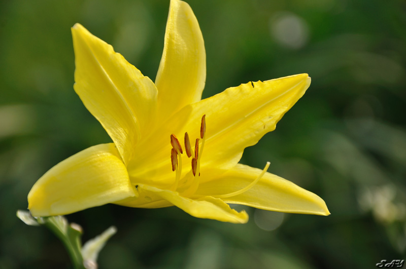 Name:  Daylily 1.jpg
Views: 385
Size:  114.4 KB