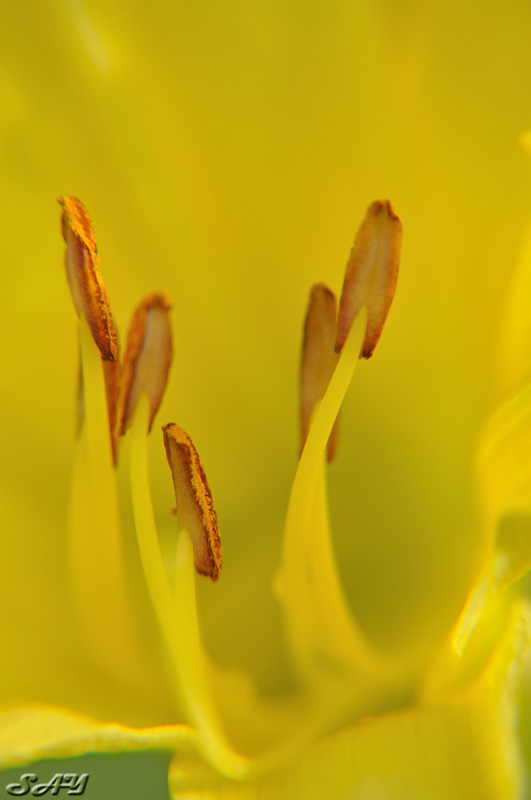 Name:  Daylily 3.jpg
Views: 182
Size:  79.8 KB