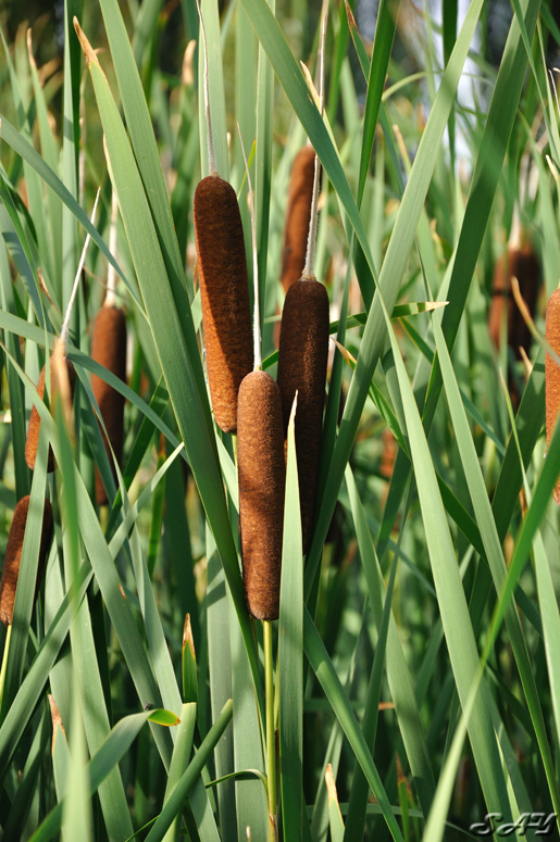 Name:  Cattails 1.jpg
Views: 186
Size:  224.5 KB