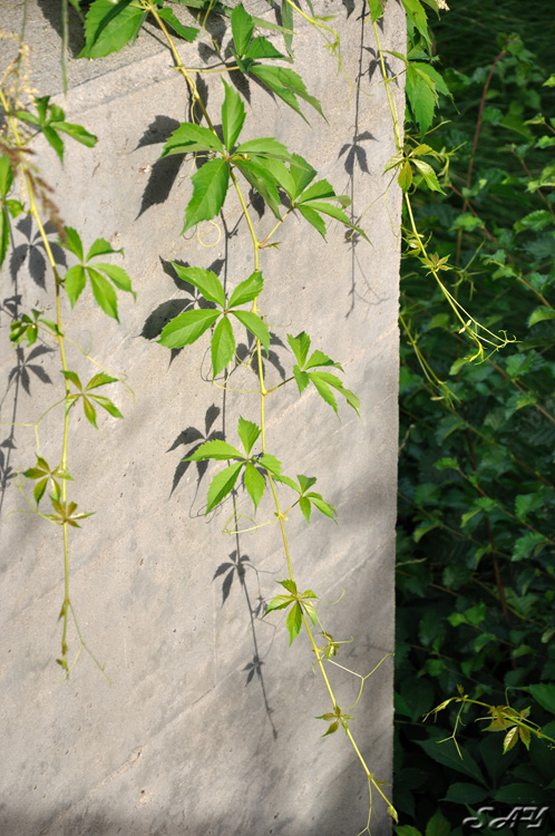 Name:  Leaves 2.jpg
Views: 440
Size:  218.7 KB