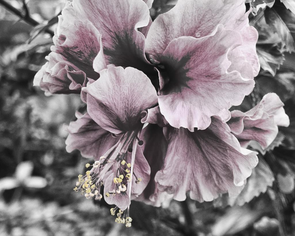 Name:  flowers_pink_b&w.jpg
Views: 280
Size:  125.1 KB