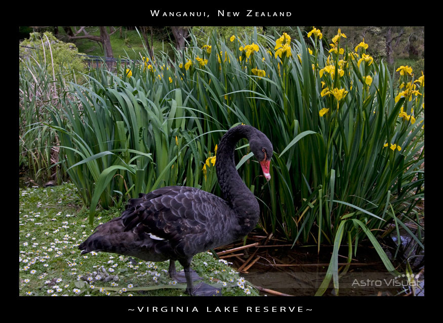 Name:  la-0337-swan.jpg
Views: 550
Size:  190.6 KB