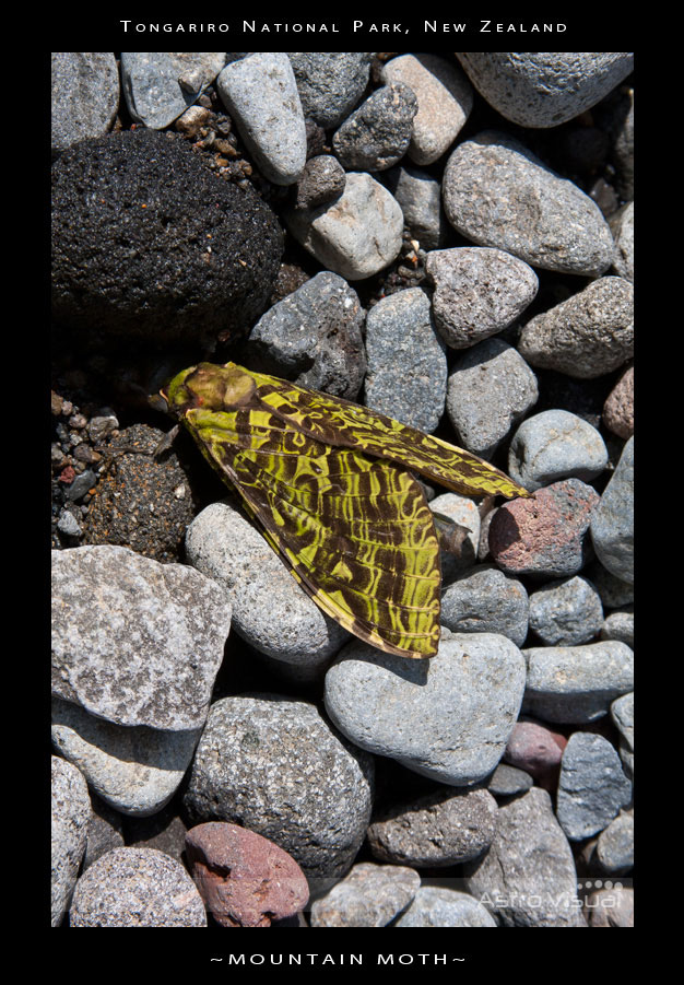 Name:  la-0446-moth.jpg
Views: 376
Size:  195.1 KB