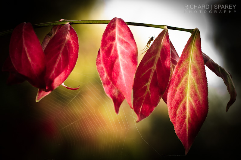 Name:  IMG_4140-Edit.jpg
Views: 1222
Size:  138.0 KB