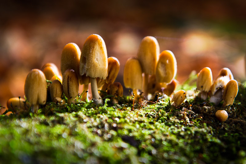 Name:  testshoot dan tes wedding-4707-Edit.jpg
Views: 556
Size:  143.9 KB