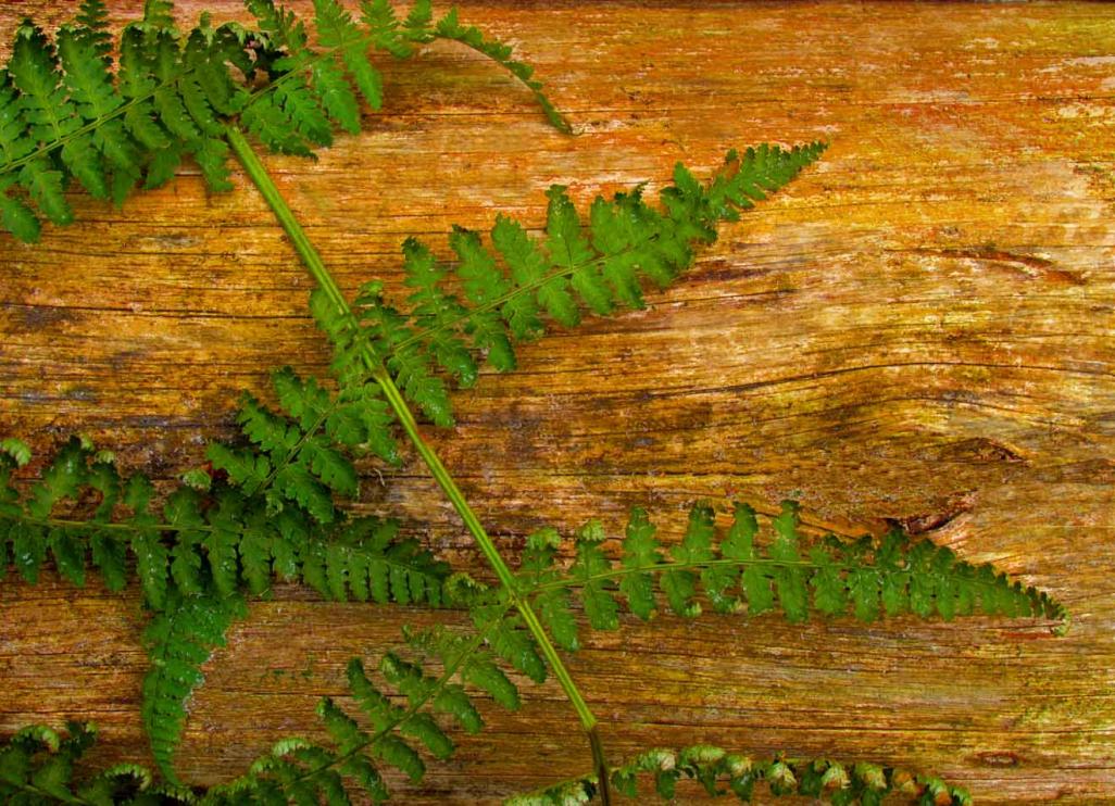 Name:  IMG_3164fernf.jpg
Views: 433
Size:  167.3 KB