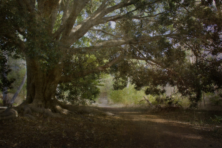 Name:  tree 2.jpg
Views: 395
Size:  243.6 KB