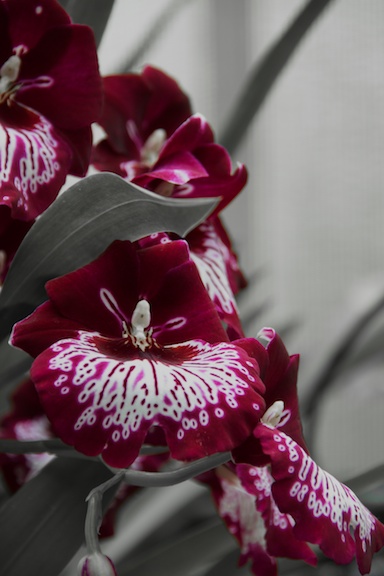 Name:  red flowers 316.jpg
Views: 295
Size:  72.9 KB