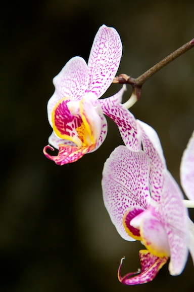 Name:  orchid 2 314.jpg
Views: 335
Size:  72.5 KB