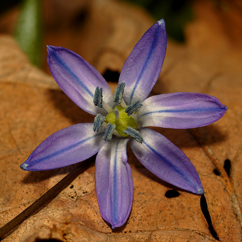 Name:  Scilla Siberica, d.jpg
Views: 371
Size:  181.1 KB