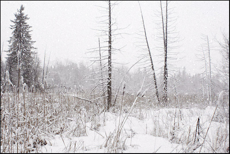 Name:  Late Winter Snowstorm.jpg
Views: 147
Size:  159.1 KB