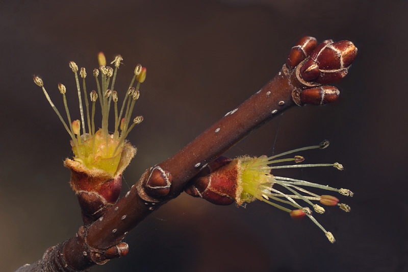 Name:  Maple Tree budding.jpg
Views: 1362
Size:  171.8 KB
