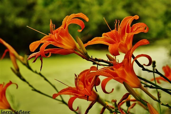 Name:  IMG_0295 (Small).JPG
Views: 300
Size:  69.8 KB