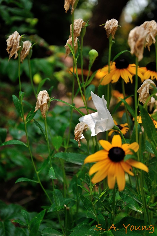 Name:  Flowers 1.jpg
Views: 343
Size:  118.9 KB
