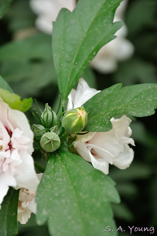 Name:  Flower 5.jpg
Views: 328
Size:  91.2 KB