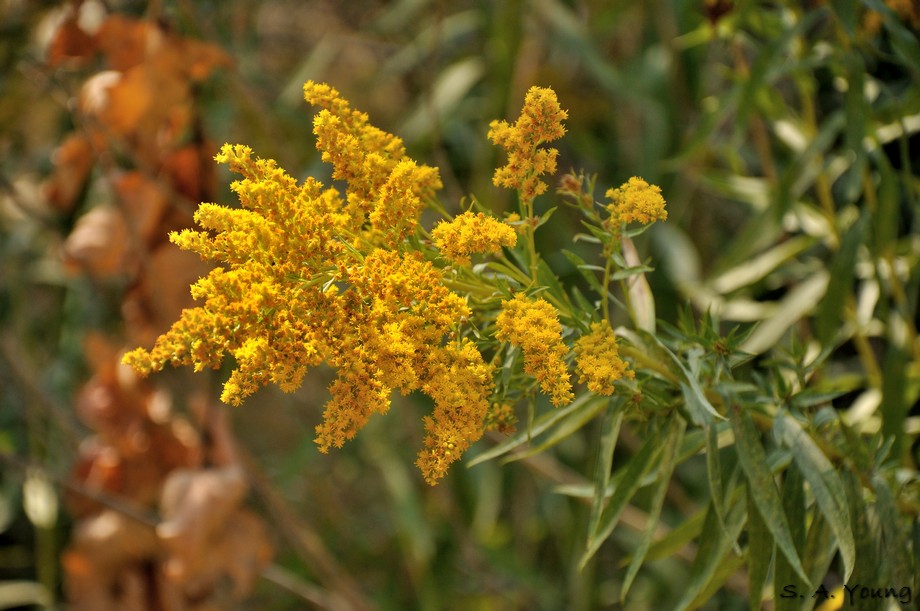 Name:  Flower 3.jpg
Views: 534
Size:  151.1 KB