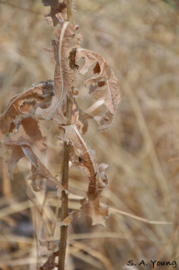 Name:  Leaves 2.jpg
Views: 488
Size:  106.4 KB
