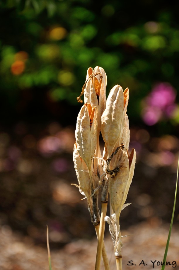 Name:  Seeds 2.jpg
Views: 498
Size:  101.4 KB