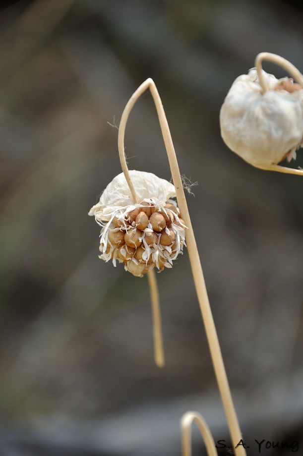 Name:  Seeds 2a.jpg
Views: 467
Size:  74.6 KB