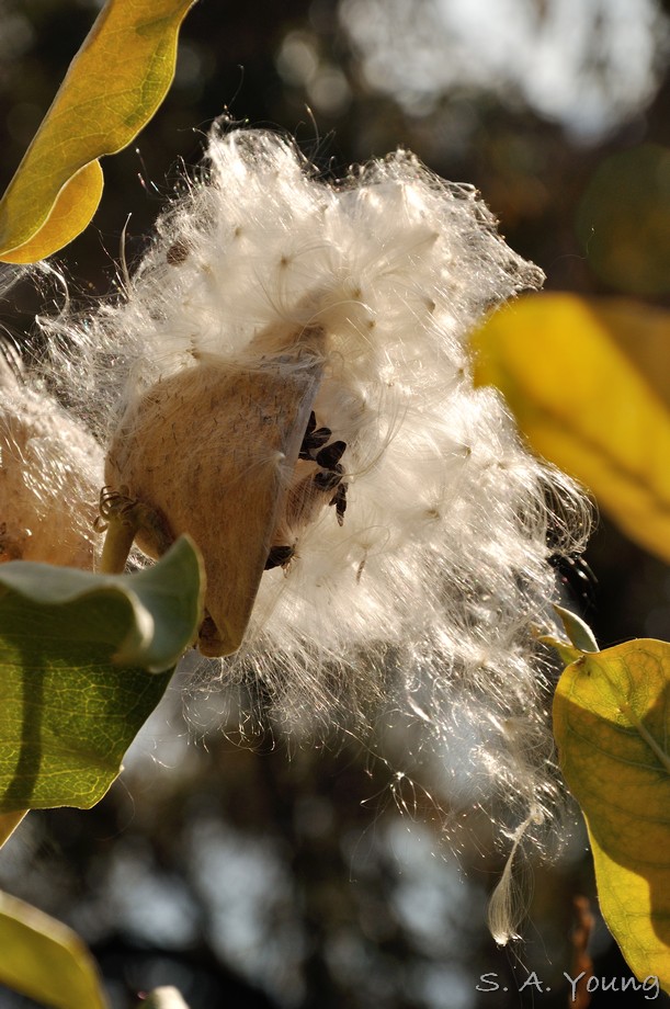 Name:  Milkweed 1.jpg
Views: 538
Size:  161.9 KB