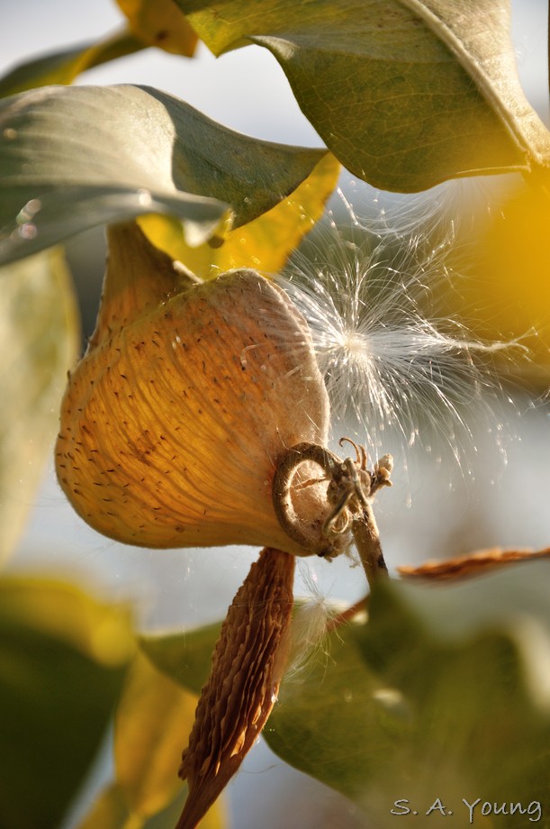 Name:  Milkweed 2.jpg
Views: 548
Size:  130.6 KB