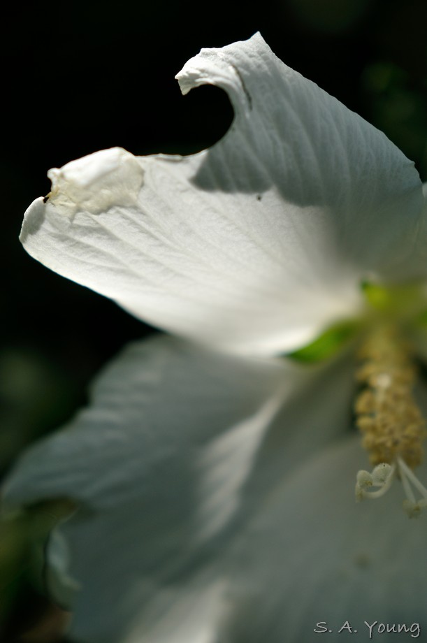 Name:  Flower 7.jpg
Views: 528
Size:  62.8 KB