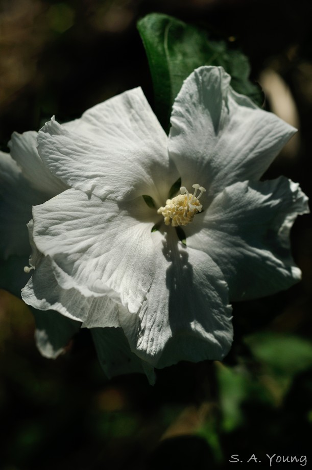 Name:  Flower 9.jpg
Views: 553
Size:  94.7 KB