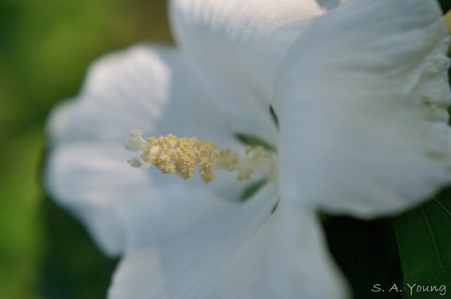 Name:  Flower 12.jpg
Views: 558
Size:  54.2 KB