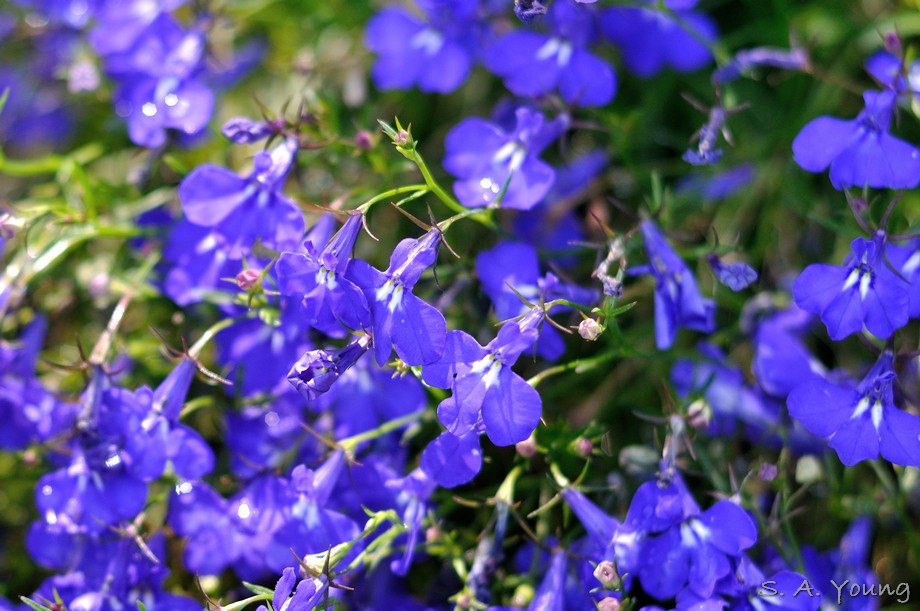 Name:  Flower 15.jpg
Views: 593
Size:  158.5 KB