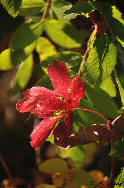 Name:  Leaves 5.jpg
Views: 497
Size:  249.4 KB