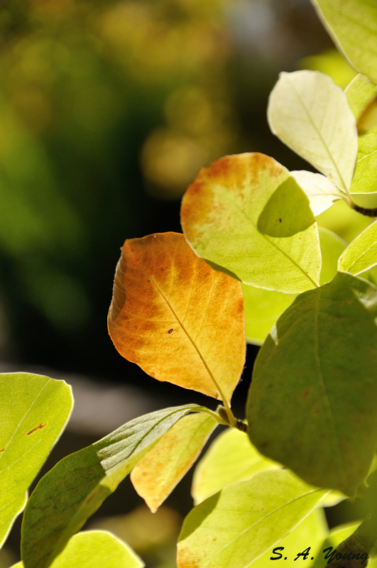 Name:  Leaves 7.jpg
Views: 489
Size:  239.0 KB