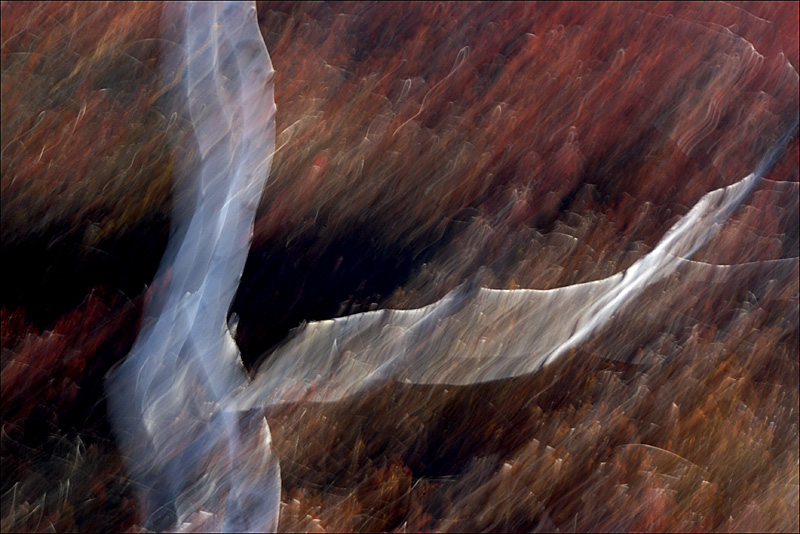 Name:  Mer Bleue,d.jpg
Views: 810
Size:  189.9 KB