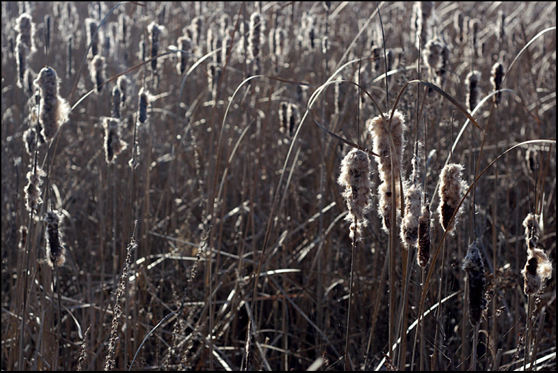Name:  Mer Bleue,c.jpg
Views: 625
Size:  187.7 KB