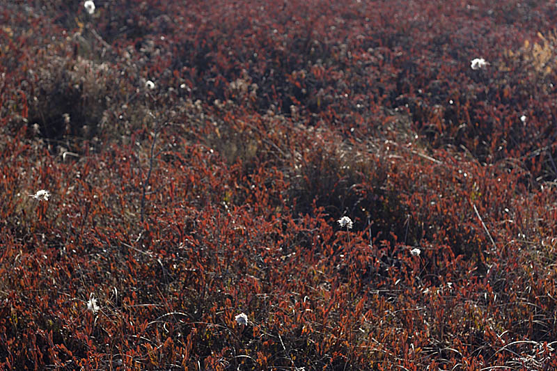 Name:  Cottongrass.jpg
Views: 1601
Size:  162.2 KB