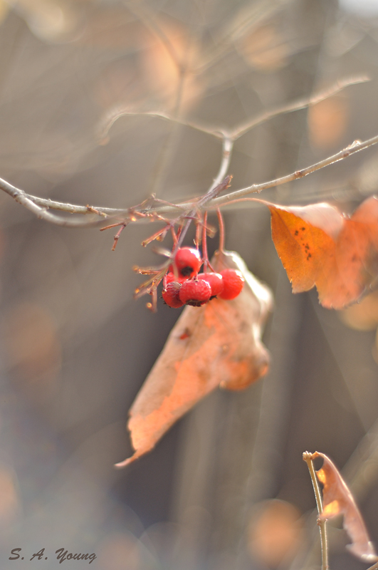 Name:  Berries 2.jpg
Views: 574
Size:  251.0 KB